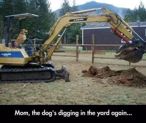 dog digging in yard.jpg